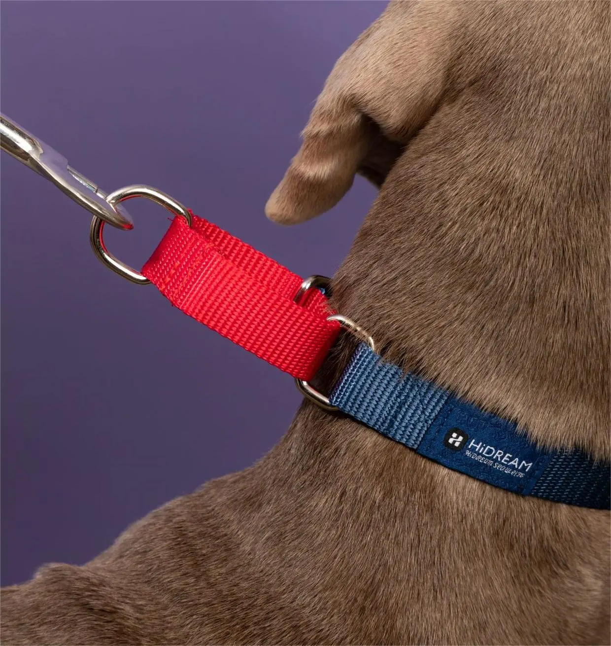 Custom Puppy Harnesses and Leashes Blessing Brand 8