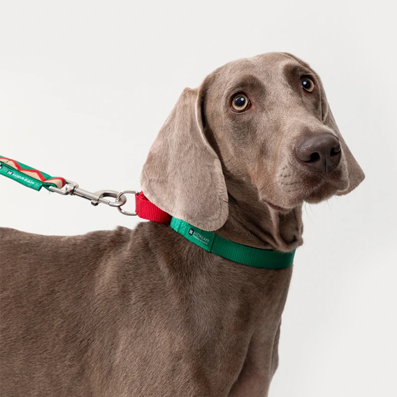 Custom Puppy Harnesses and Leashes Blessing Brand 5