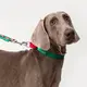 Custom Puppy Harnesses and Leashes Blessing Brand 5