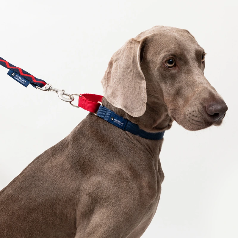 Custom Puppy Harnesses and Leashes Blessing Brand 4