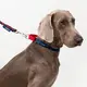 Custom Puppy Harnesses and Leashes Blessing Brand 4
