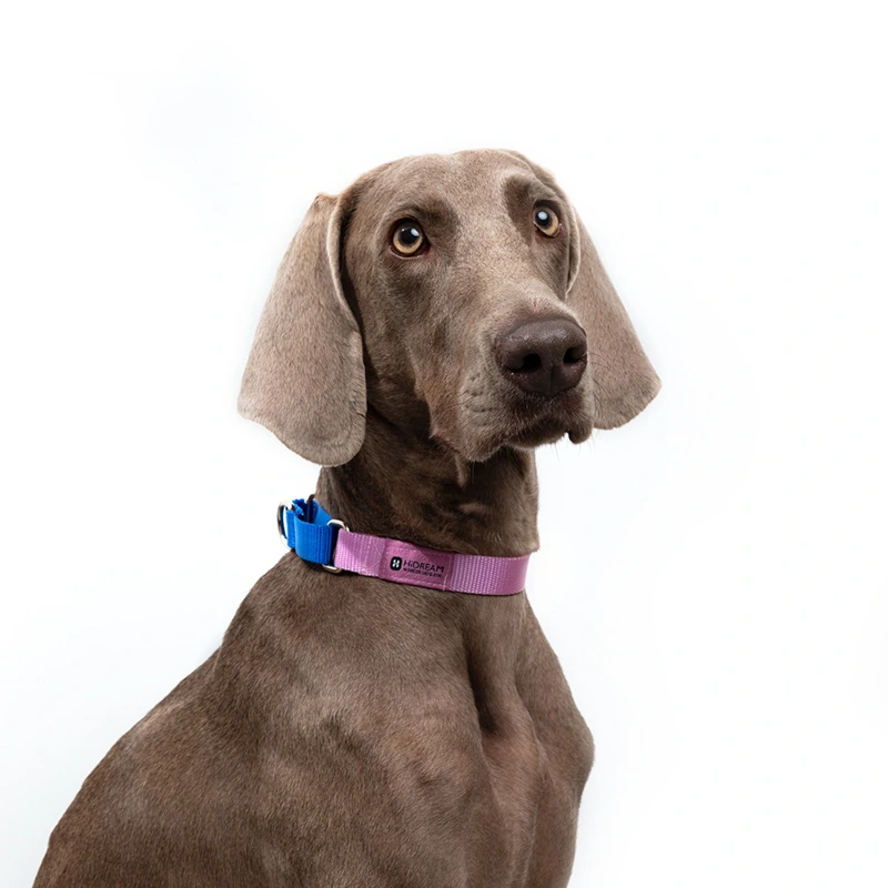 Custom Puppy Harnesses and Leashes Blessing Brand 3