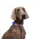 Custom Puppy Harnesses and Leashes Blessing Brand 3