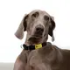 Custom Puppy Harnesses and Leashes Blessing Brand 2