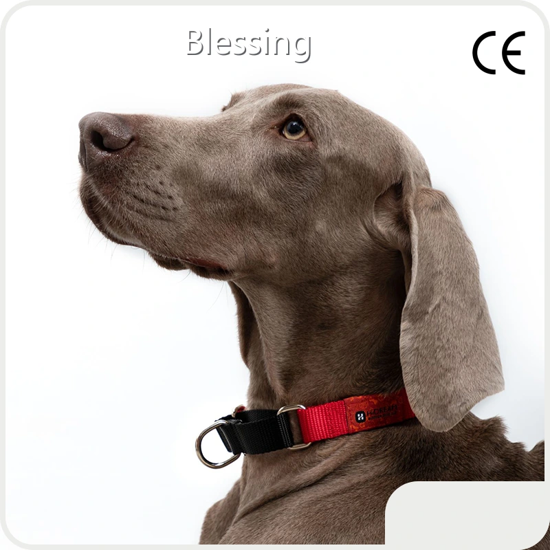 Custom Puppy Harnesses and Leashes Blessing Brand 1