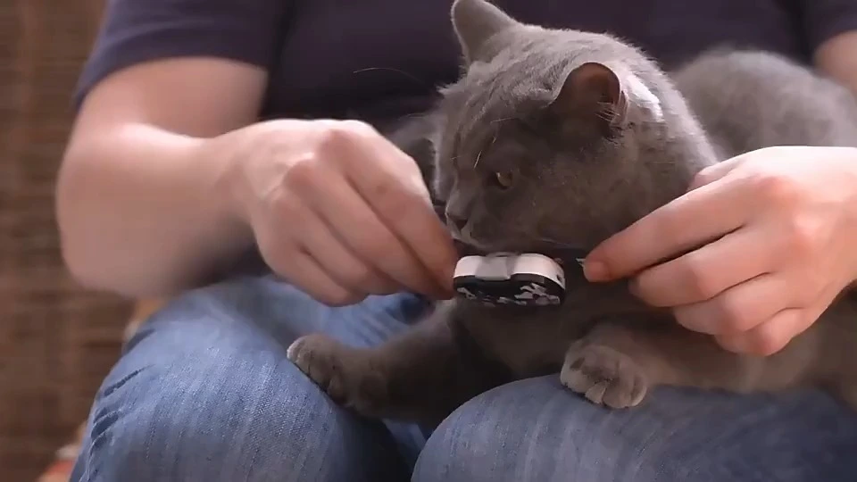 Rastreador de mascotas GPS G20 Monitor de actividad de posicionamiento a nivel nacional Localizador en tiempo Real de batería de 30 días para perros y gatos 1