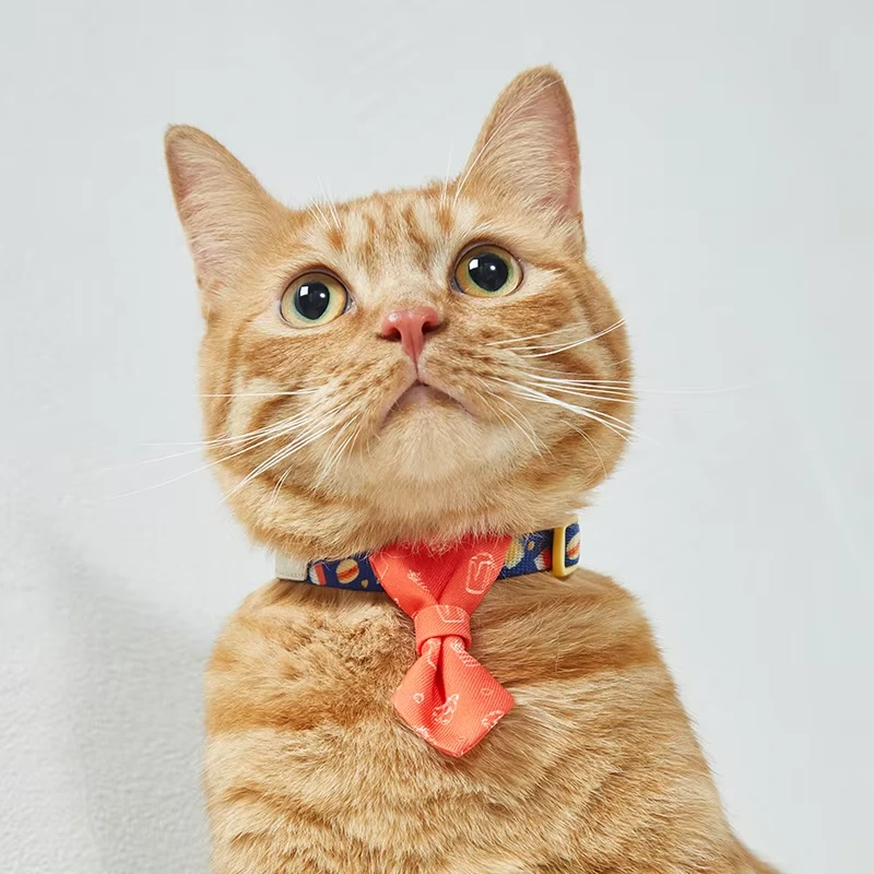 wholesale new design style personalized design safety buckle separation belt bell pet collar cat collar orange1 1