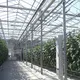 Indoor Glass Greenhouse by Skyplant 7