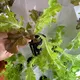Best Hydroponic Tower Garden by Skyplant 8