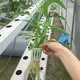 Square Pvc Pipe for Hydroponics by Skyplant 5
