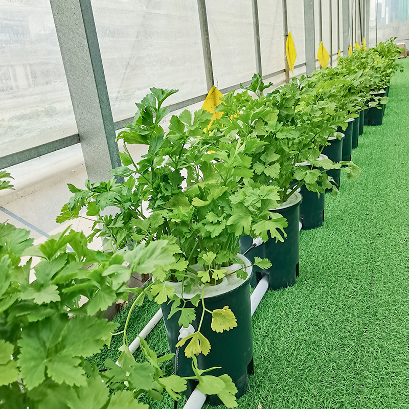 Dwc Horticulture Reciuculating Drip Garden Buckets System for Indoor