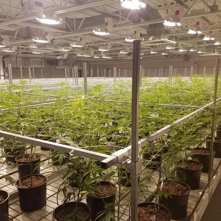 Custom Vertical Farming Racks Skyplant 11