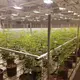 Custom Vertical Farming Racks Skyplant 11