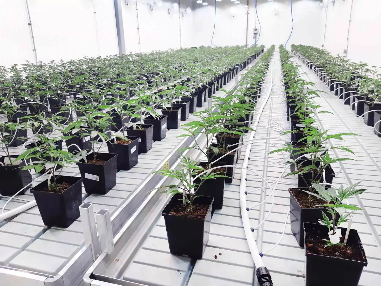 Custom Vertical Farming Racks Skyplant 7