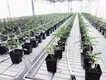 Custom Vertical Farming Racks Skyplant 7