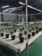 Custom Vertical Farming Racks Skyplant 4