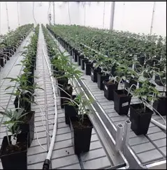Custom Vertical Farming Racks Skyplant 3