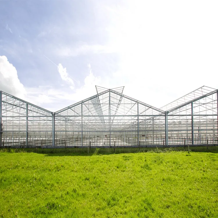 Multi Span Greenhouse - - Skyplant 9
