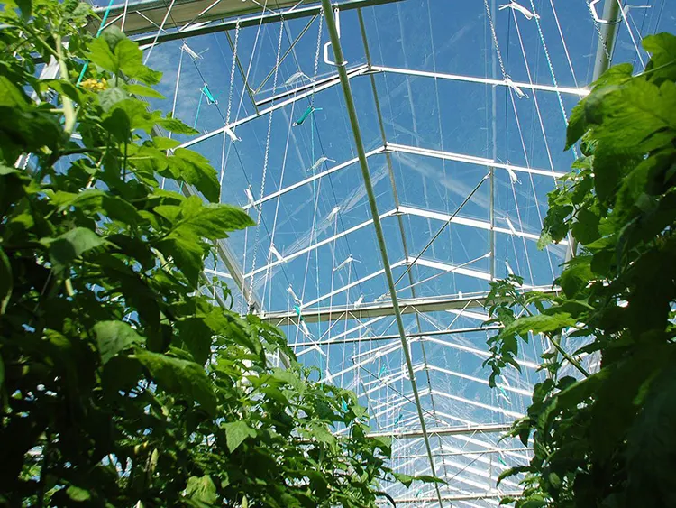 Multi Span Greenhouse - - Skyplant 10