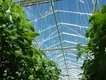 Multi Span Greenhouse - - Skyplant 10
