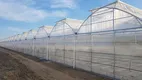 Multi Span Greenhouse - - Skyplant 7
