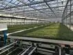Vertical Growing Racks by Skyplant 3