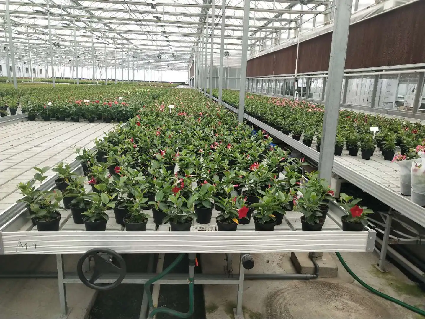 New Premium growing tray 4x8 flood trays ebb and flow system rolling bench grow tables 1