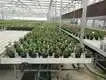 Vertical Growing Racks by Skyplant 2