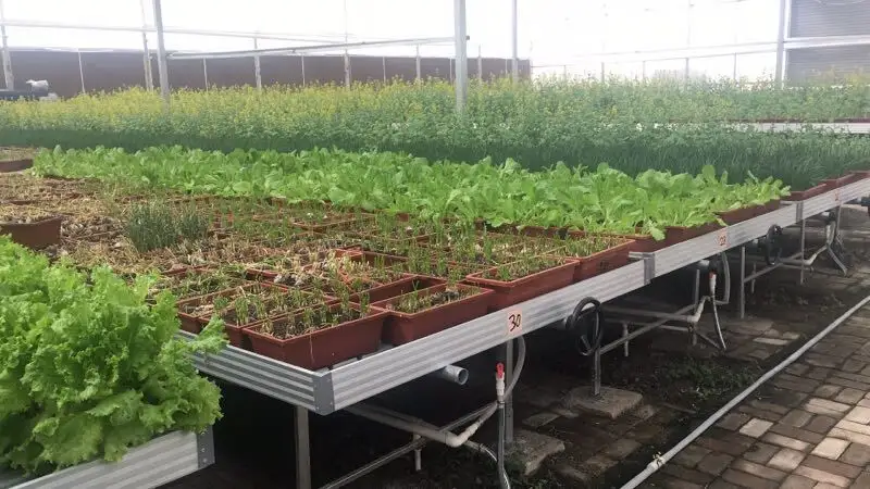 Vertical Growing Racks by Skyplant 6