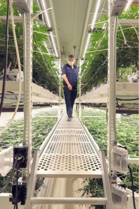 Hydroponic EBB And Flow Tray Grow Trays System Agriculture Nursery Planting Flood Table ABSTray Rolling Bench Tray in Greenhouse 1