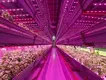Best Portable Ac for Grow Room by Skyplant 9