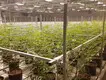 Vertical Growing Racks Cost by Skyplant 8