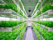 Vertical Growing Racks Cost by Skyplant 9