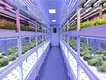 Vertical Growing Racks Cost by Skyplant 10