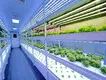 Vertical Growing Racks Cost by Skyplant 2