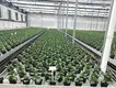 Vertical Growing Racks Cost by Skyplant 5