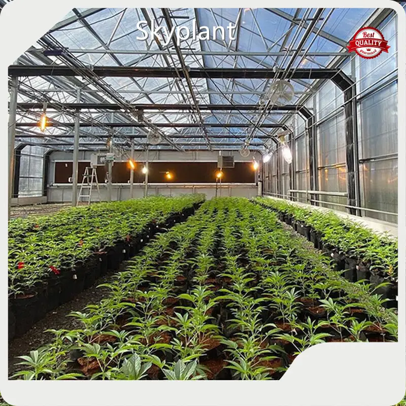 Wholesale Greenhouse Blackout Plastic Skyplant Brand 1
