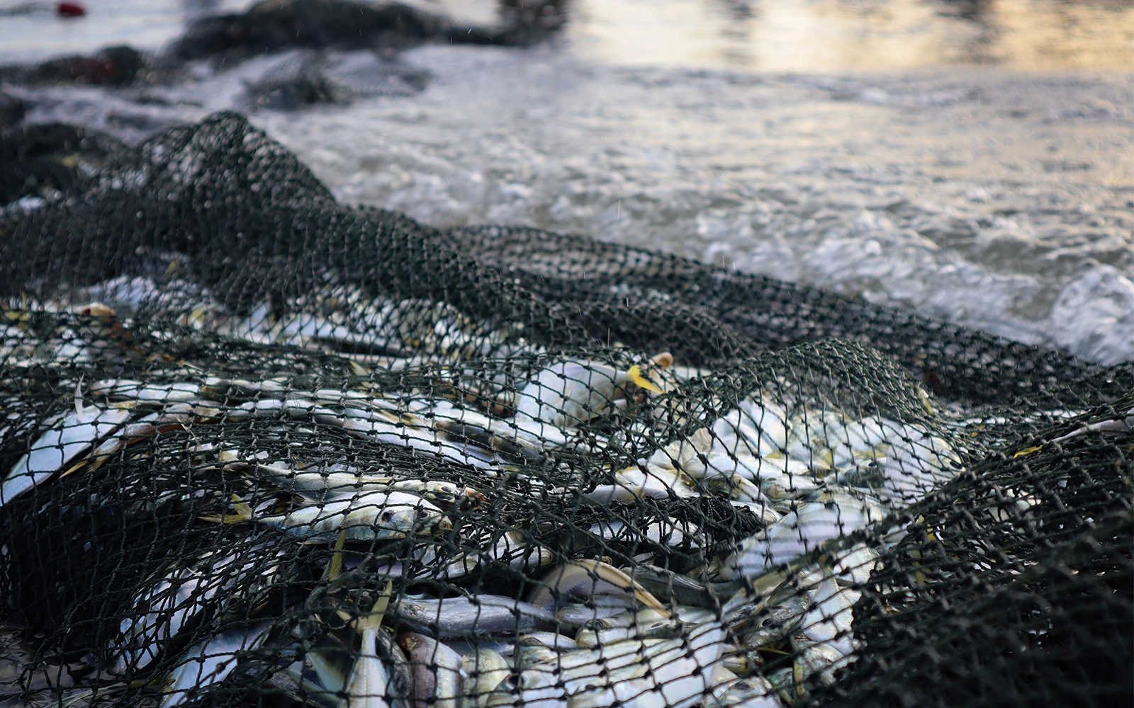 Using camouflage fishing shirts to catch more mullet during the migration period in Florida, USA 2