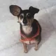 For Apartment Custom Painting Dog by ARTLAND 3