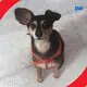 For Apartment Custom Painting Dog by ARTLAND 1