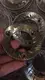 83mm Flat Burr Grinder SUS420-64X8.5-20 - for Agriculture - FFDBURR 5
