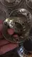 Long Lasting83mm Flat Burr Grinder Fast Delivery Coffee Grinder Machine Burr Part 20 Kg 4