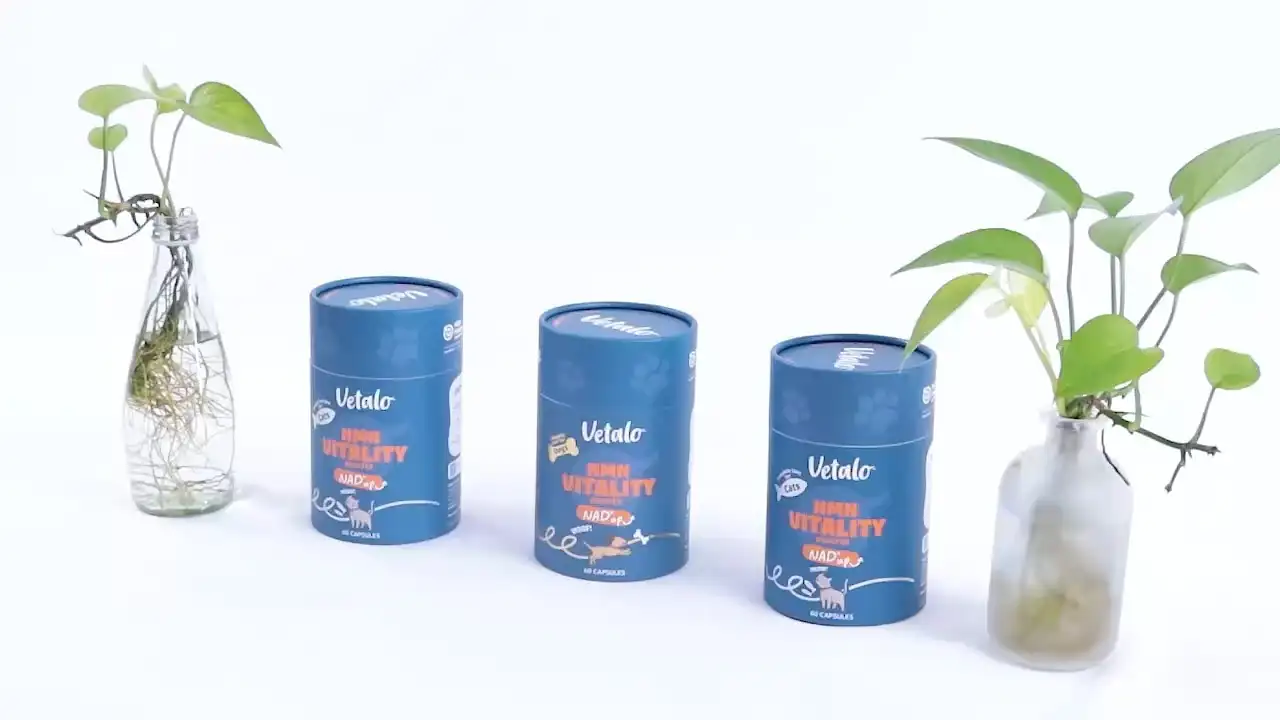 인기 판매 실린더 판지 종이 튜브 식품 등급 기밀 오트 아침 식사 견과류 포장 튜브 투명 PVC 창 포함 1