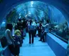 Clear Acrylic Tunnels Aquariums & Accessories 93%Factory 5