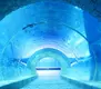 Clear Acrylic Tunnels Aquariums & Accessories 93%Factory 4