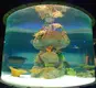 Custom Acrylic Aquariums 100% Pure Imported Lucite - - Xchacrylic 3