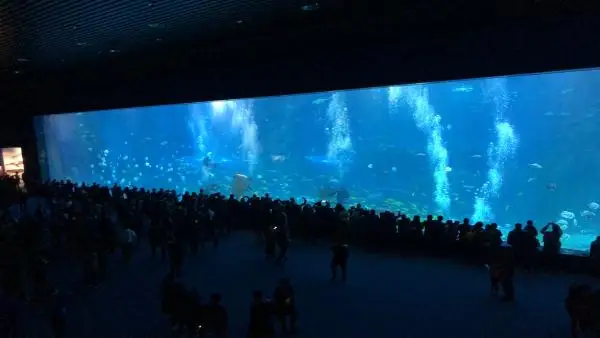 Wholesale Acrylic Round Fish Tank Suppliers 5