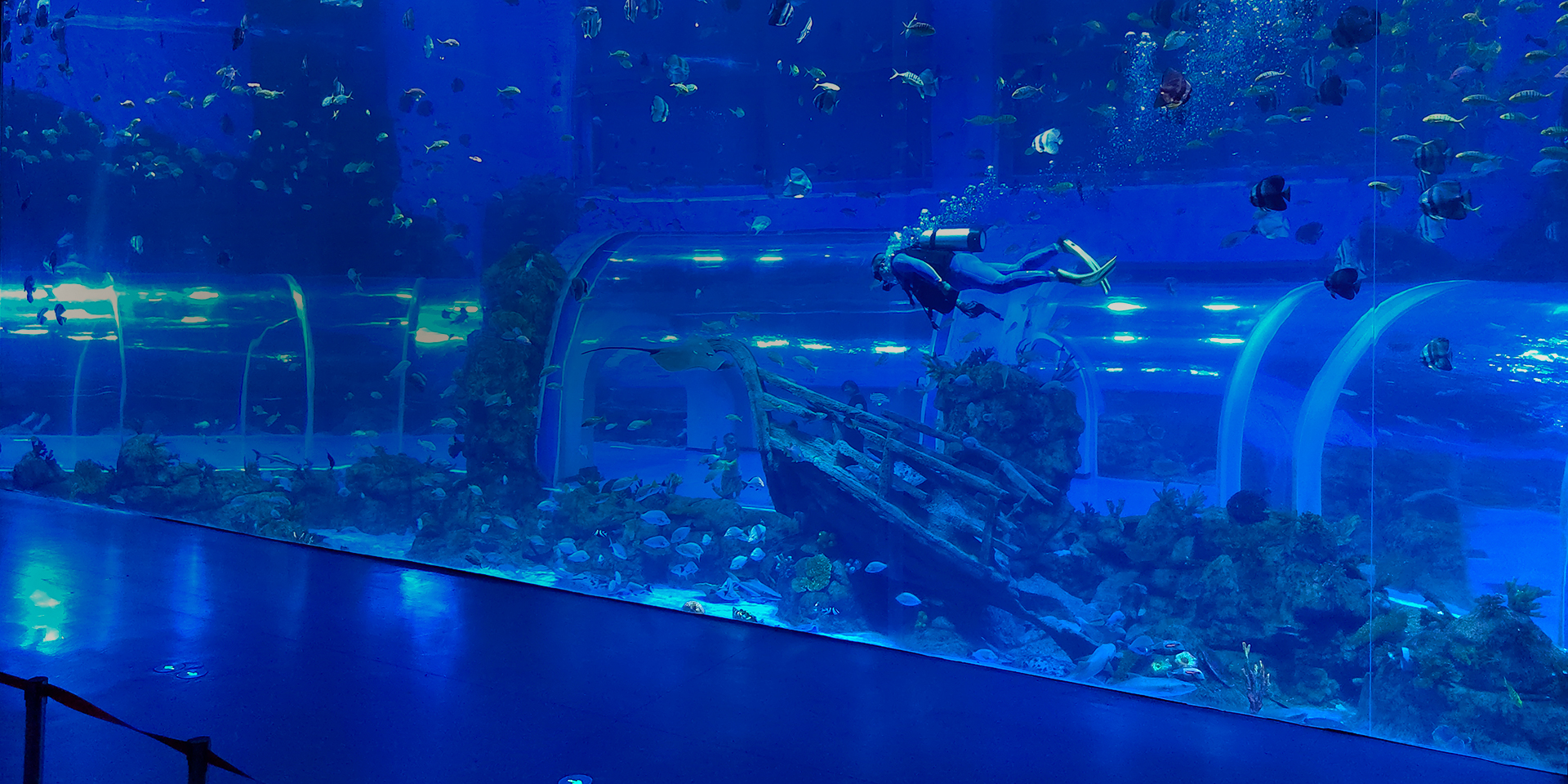 Comprehensive solutions for large aquariums and tunnels design-production & installation