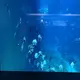 Wholesale Custom Sized Aquariums Supply 3