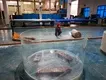 Custom Custom Aquarium Builders 3